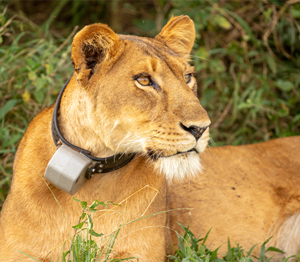A Complete Guide to Planning the Perfect Safari in Uganda