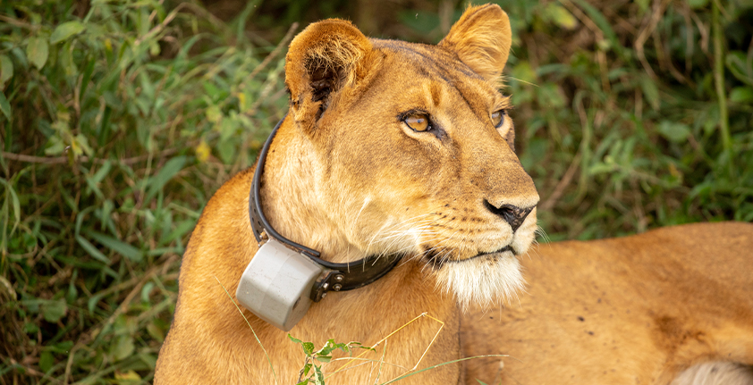 Dynamic Content Image