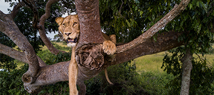 Dynamic Content Image