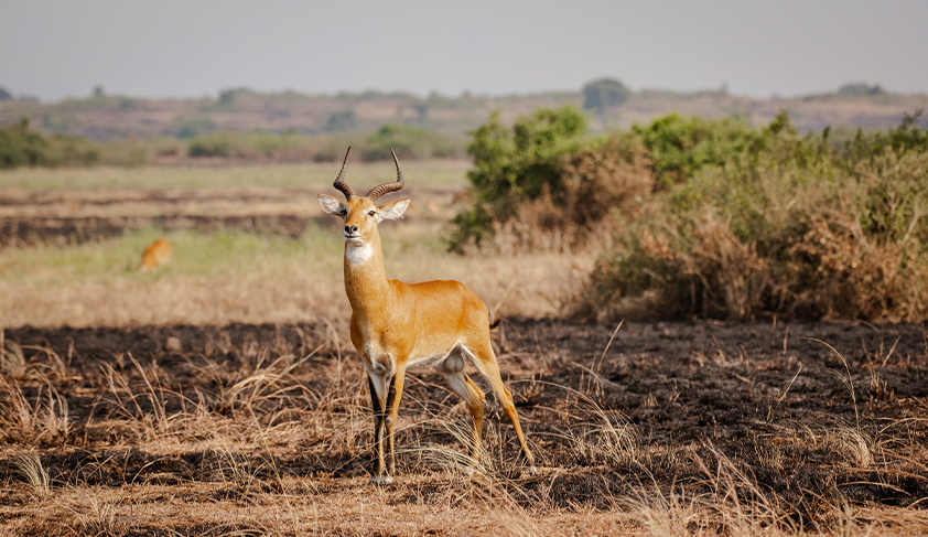 Dynamic Content Image