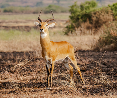 Dynamic Content Image