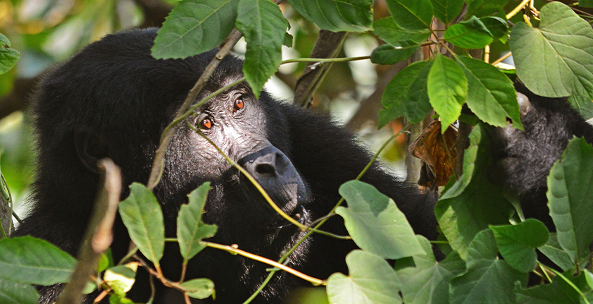 Dynamic Content Image