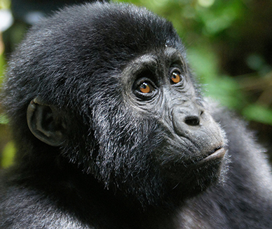 Dynamic Content Image