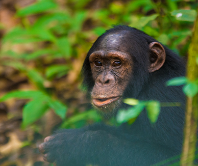 Dynamic Content Image