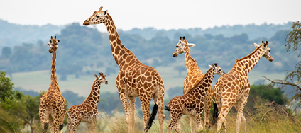 Dynamic Content Image