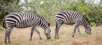 Dynamic Content Image