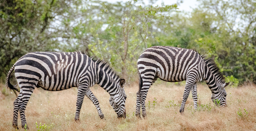 Dynamic Content Image