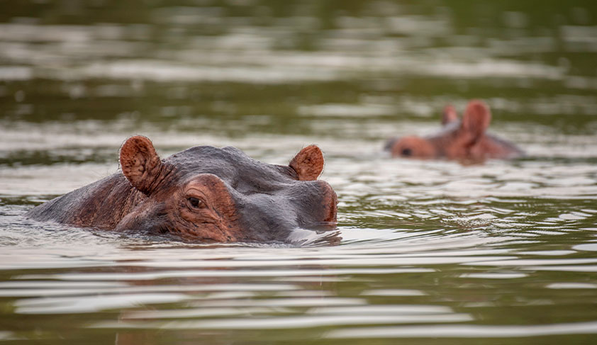 Dynamic Content Image