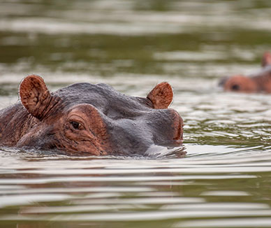 Dynamic Content Image